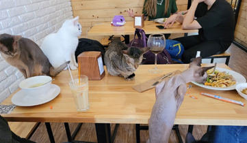 戦火の中でも営業を続けるウクライナの猫カフェ「リヴィヴ」